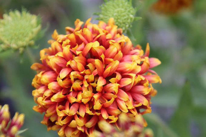 ガイラルディアのtwitterイラスト検索結果