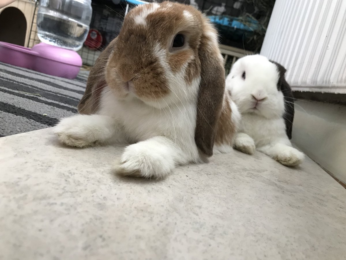 ollieandermie's tweet photo. Ollie and Ermie, bun album. Coming soon 😉🎶 https://t.co/NIMINTZdUH