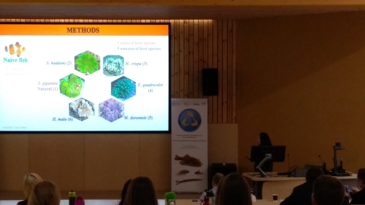 TheOneBernard's tweet image. #FindingNemos Anemone with Hai-Thanh Nguyen @FSBI18. Great talk emphasizes the importance of natural habitat for anemonefish.