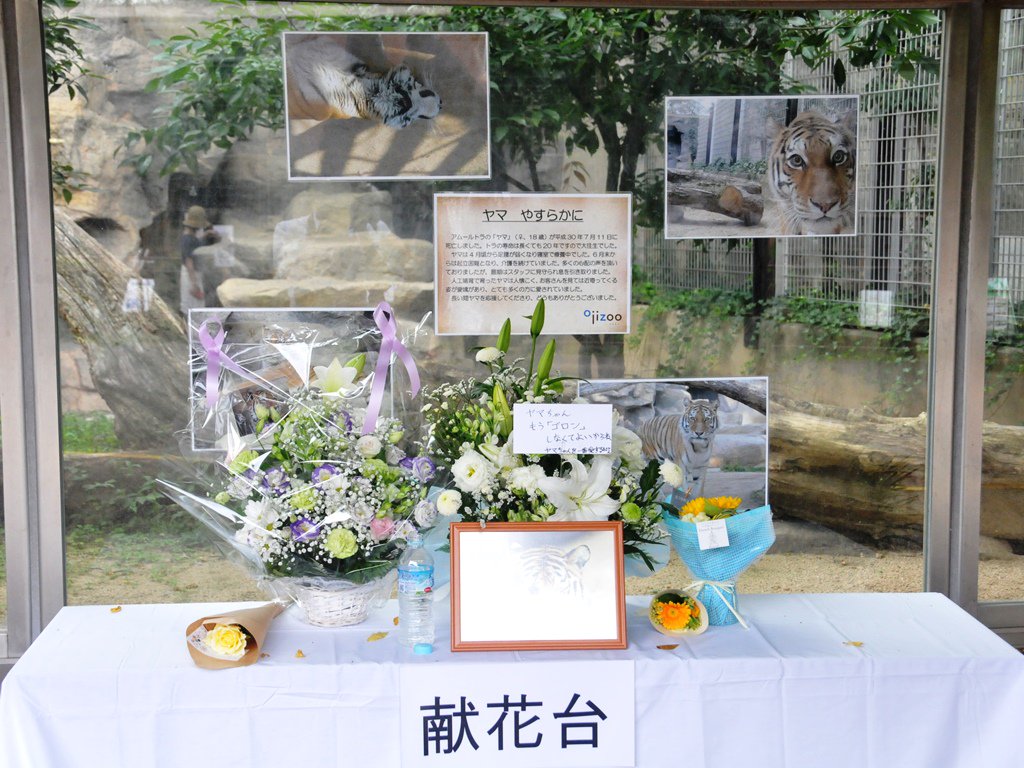 神戸市立王子動物園 公式 ヤマちゃんへの献花台を アムールトラ展示場の南側に設けています お花を供えていただいた方々 ありがとうございます 王子動物園 動物園 動物 アムールトラ トラ ヤマ T Co Mmk25e6erw Twitter 神戸市立王子動物園 公式 ヤマちゃんへの献花台を アムールトラ展示場の南側に設けています お花を供えていただいた方々 ありがとうございます 王子動物園 動物園 動物 アムールトラ トラ ヤマ T Co Mmk25e6erw Twitter
