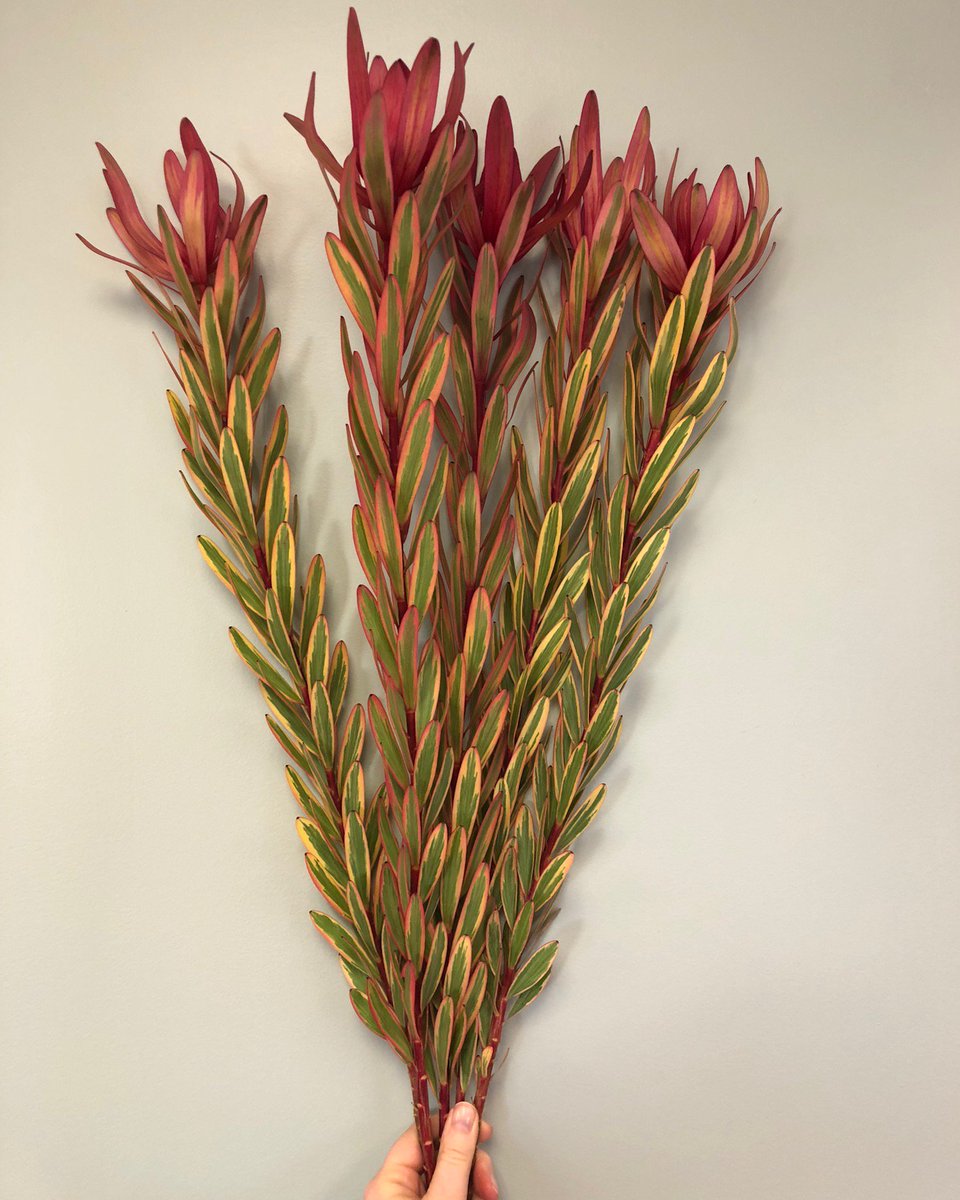 We think these are funky! #leucadendron #jester - good supply continues in strong straight stems.  Add them for more interest to your #flowerarrangement #foliage #newzealandbloom #webshop #buybloom