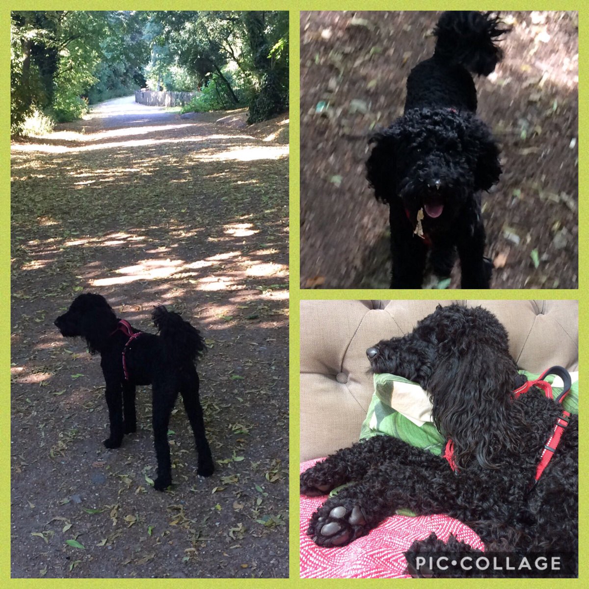 You at work? On holiday? Need to occupy the kids during *another* school hol?
*We can help!* 

This chap had an adventure in the woods this morning before you’d had ☕️ (&amp; he’s still sleeping!) Happy doggy, happy you!

#dogwalking #doggydaycare #dogsitter #dogboarding #london