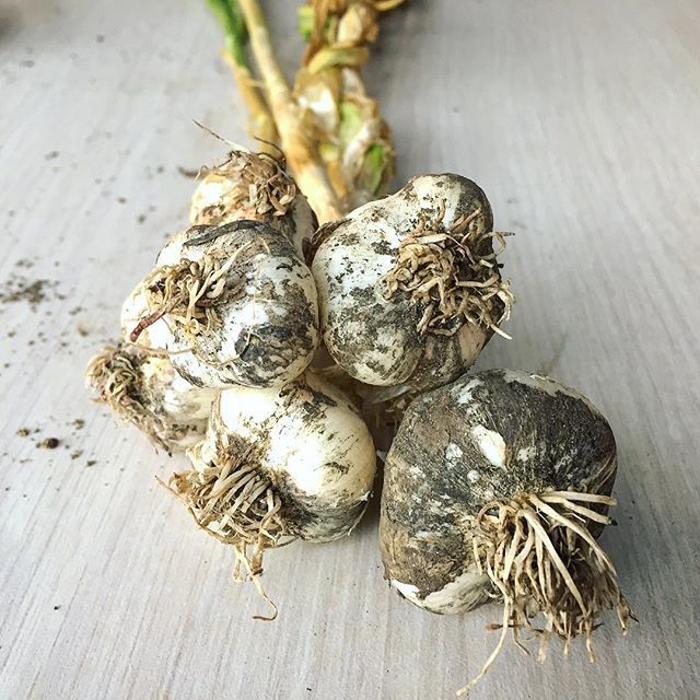 GrowTorah's tweet photo. Garlic season is upon us! We picked about 10 bulbs with the #kaplenJCC Camp katan kiddos yesterday, and braided the garlic with the special services team. It’s been amazing to watch this garlic grow since NOVEMBER in #ginatyachad ! #garlic #garlicbraid … https://t.co/38oAabmP6u https://t.co/yN2PLi9ahM
