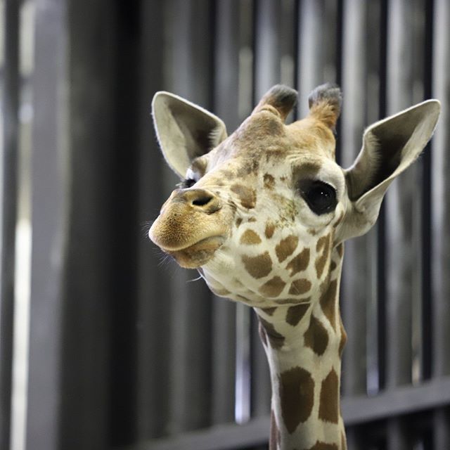 てんすけくんの、もぐもぐぷくー。
ほっぺかわいい…… ・
・
#円山動物園 #アミメキリン #テンスケ 
#maruyamazoo #somaligiraffe ift.tt/2zy2yR5