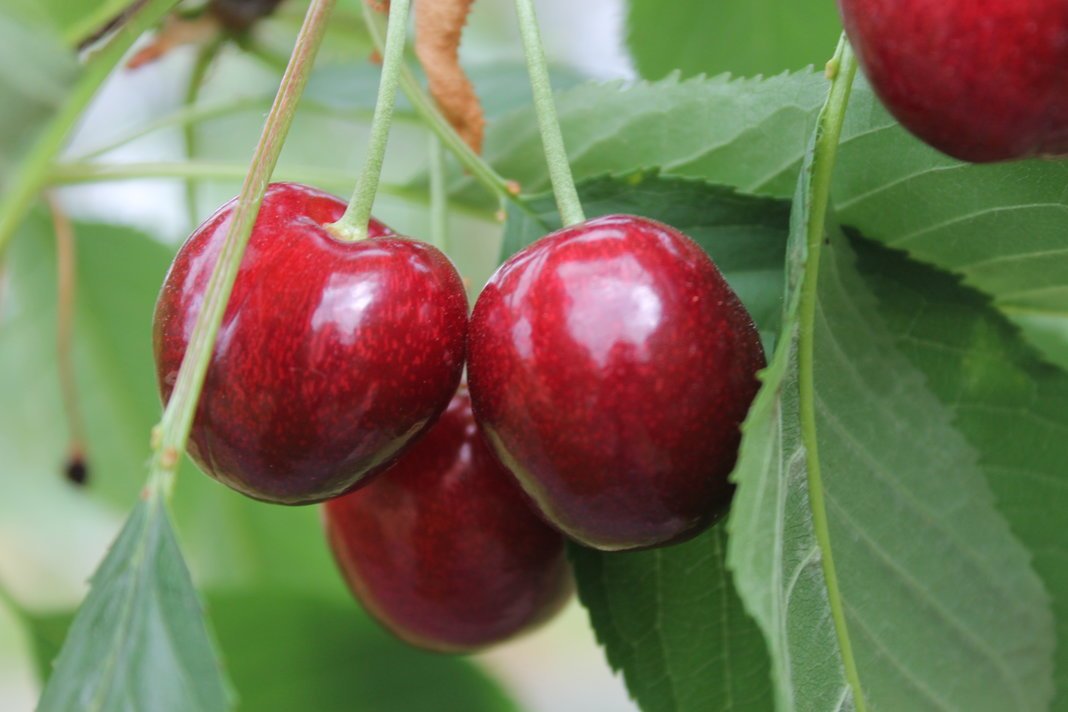 berrygardensltd's tweet photo. Not only are cherries delicious but did you know that cherries are also high in melatonin, which is an integral hormone for promoting healthy sleep patterns? #britishcherries #greatforsnacking #healthyeating #britishcherries #cherries https://t.co/mYMhK04u9p