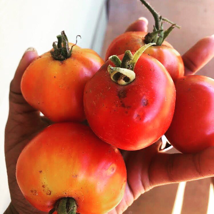 ChattHillsChSc's tweet photo. #STEAM kids back at it. #RealOrganic #TrueOrganics Last 2 weeks of camp w @southfultonarrowyouthcouncil Register by calling 678-545-2139 #CHCS #chatthillscharterschool #chattHillsCharter #EL #ExpeditionaryLearning #NatureSchool #ArtSchool @fultoncoschools @FCSCharterDept https://t.co/i4FDQfdnYC