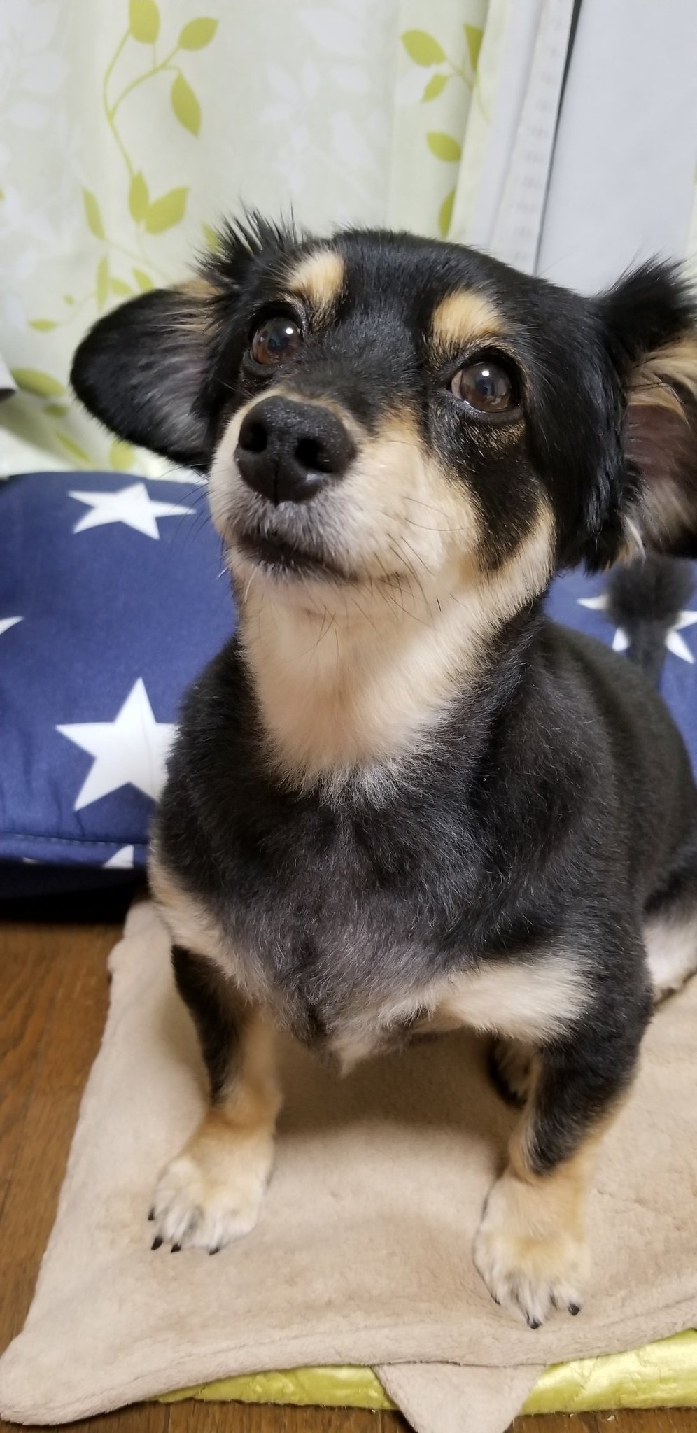 ふうさん Twitterissa ちょっぴりオシッコ失敗してからのこの顔 反省してるのかな ポメックス ミックス犬 里親 保護犬 オシッコ失敗してしょんぼり いつもは失敗しないよ T Co 0qpi14tmok Twitter