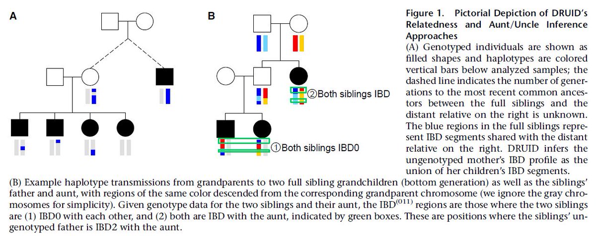 AlonKeinan's tweet photo. Inferring identical-by-descent sharing of sample ancestors promotes high-resolution relative detection, @MDRamstetter et al. w\ @amythewilliams #IBD #RelativeFinder
@AJHGNews #payall
https://t.co/FaB86SkYbb https://t.co/WLU9bp5L3b