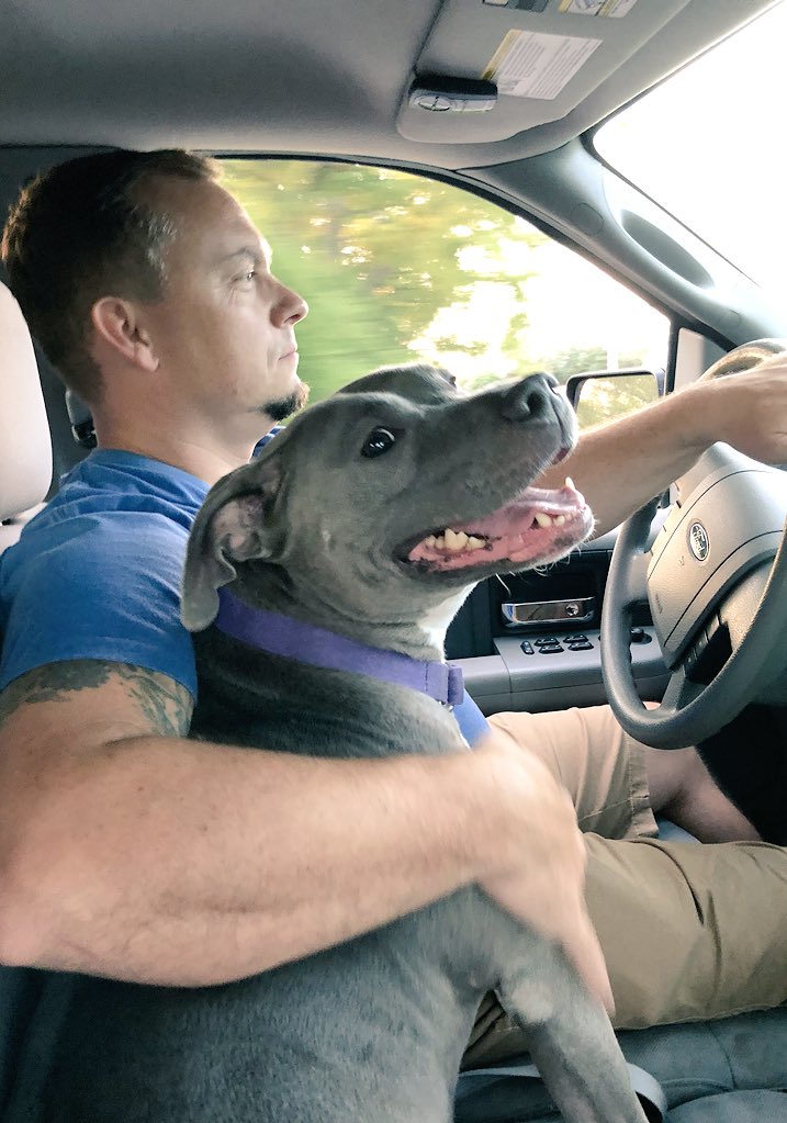 Someone loves her car rides in the Pibbie Mobile 🚙💙 #BestBuddies #PibbleLove