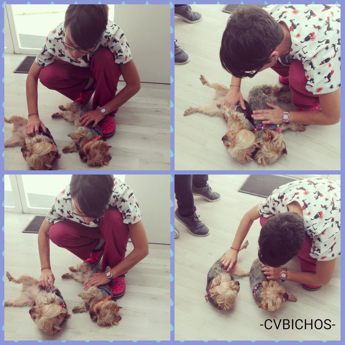 Bichos_CV's tweet photo. No hay nada como una sesión de mimos antes de entrar en consulta y las pequeñas DIVA y MÍA lo saben bien 😍. 
.
#mimos #mimosa #yorkshireterrier #yorkshire #yorkshireofinstagram #loveyorkshire #yorkie #loveyorkies #consulta #veterinaria #happy #love #clinicaveterinariabichos https://t.co/53NwNf0CbW