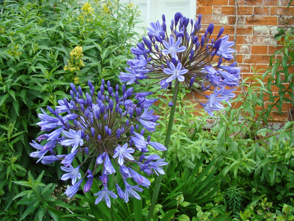 We will be celebrating on July 27th #NorfolkDay <a href="/norfolk/">Norfolk Day</a> with guided tours of our #agapanthus - come &amp;  join <a href="/BBCNorfolk/">BBC Norfolk</a> Garden Party Host Richard Hobbs as he guides you around our #nilelilies !
