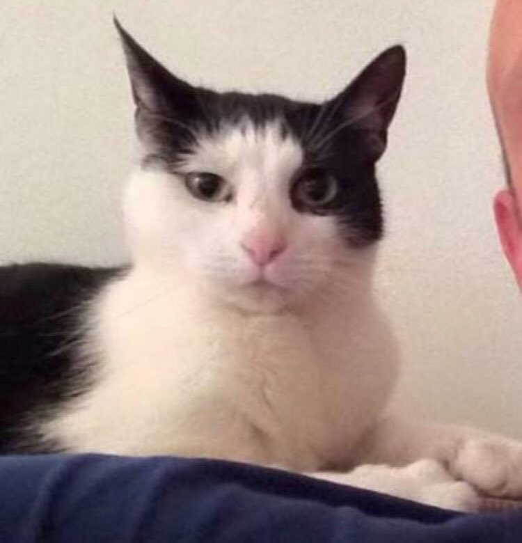 **LOST CAT** please RT. #Cat #LostCat #Brighton #Saltdean #LostCatsBrighton