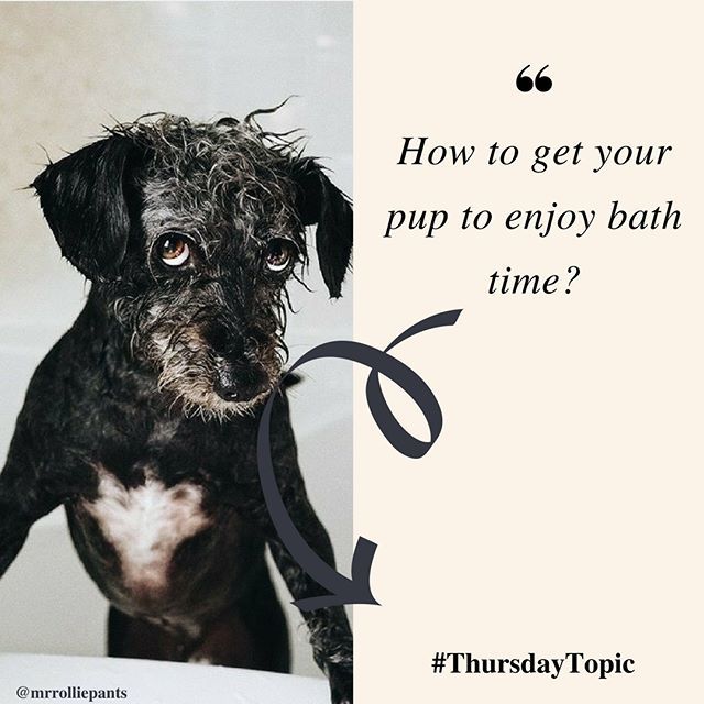 hotdogcollars's tweet photo. #WoofYouGottaSay - Topic Thursday! Some of our pups looove bath time, while other...uhhh...not so much! What are your top tips for a more pleasant doggie bathtime?
🐕🐩🐕🐩
#TopicThursdays #Opinion #PetAdvice #DogTopics #HaveYourSay #SpeakForDogs #SpeakD… https://t.co/wkGM7XJWVK https://t.co/qgR0Ex5Wyh