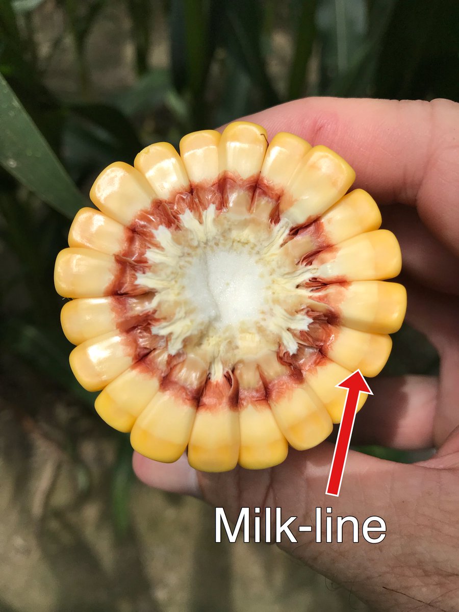 MStateCorn's tweet image. March planted Delta #corn near Hwy 82 has now fully dented. The milk-line has progressed about 25% of the way through kernels, and they are filling weight and size. Much should mature about July 30, which is about 5d later than normal. #mscrops #plant18 #harvest18