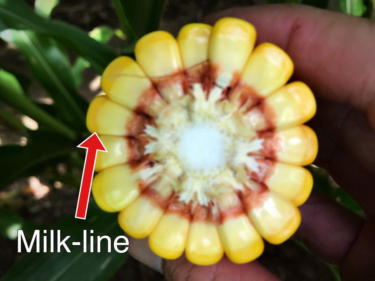 MStateCorn's tweet image. March planted Delta #corn near Hwy 82 has now fully dented. The milk-line has progressed about 25% of the way through kernels, and they are filling weight and size. Much should mature about July 30, which is about 5d later than normal. #mscrops #plant18 #harvest18