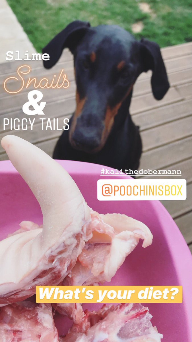 PoochinisBox's tweet photo. Slime, Snails and Piggy Tails! 🐷 What’s your diet? #poochinisbox #rawdiet #naturaldiet #happydogs #monthlydogbox #monthlydogtreats #monthlydogtoys #kalithedobermann https://t.co/qvrkoIrI1D