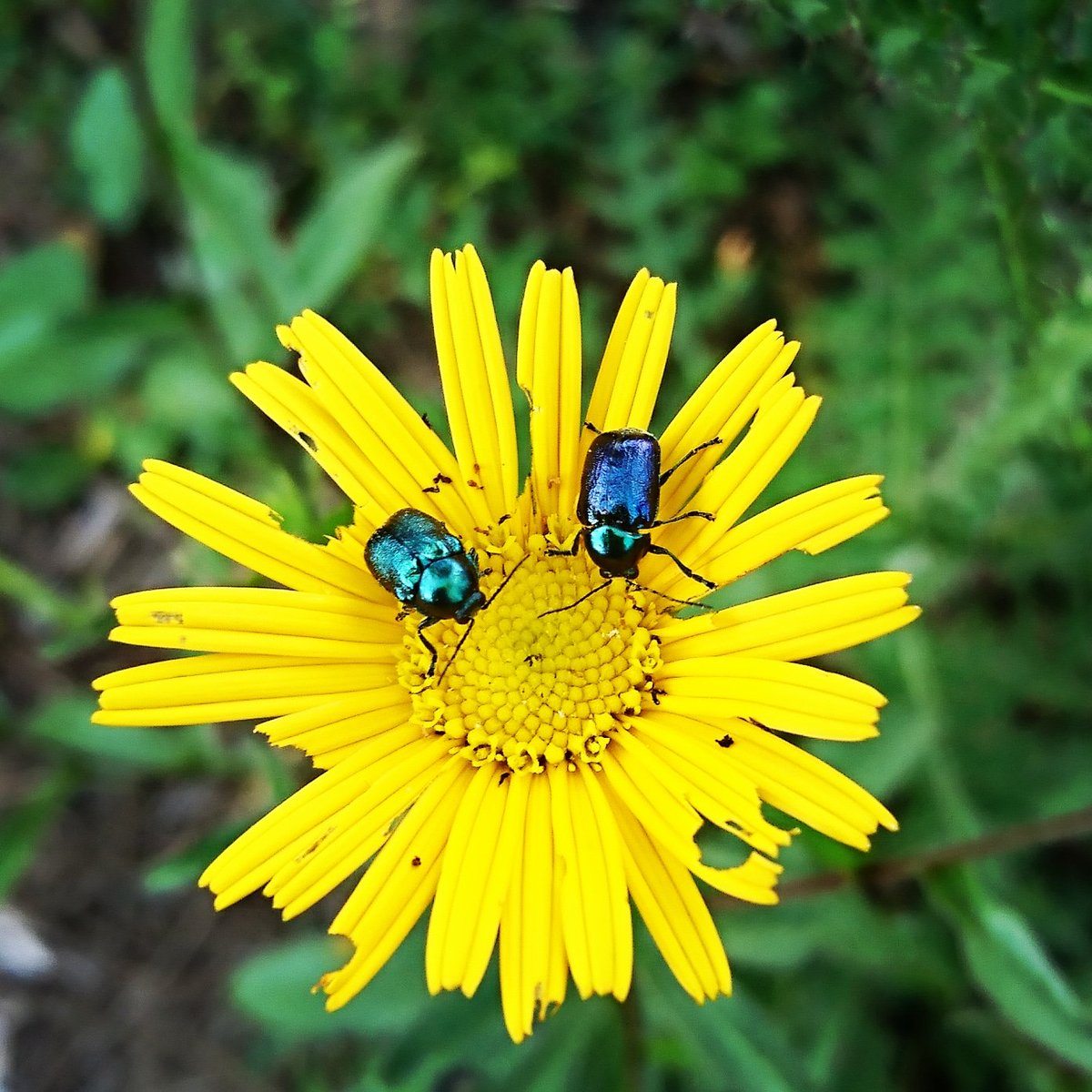 MinaSindarin's tweet photo. #lifeinwoods #ilovenature #naturephotography #wildlife #beetle #beetlesofinstagram #blue #weevil on #Yellow #blossom #forest #nature #naturelovers #natureofinstagram #roundtable #insects #coleoptera https://t.co/7CmBcB6WVC
