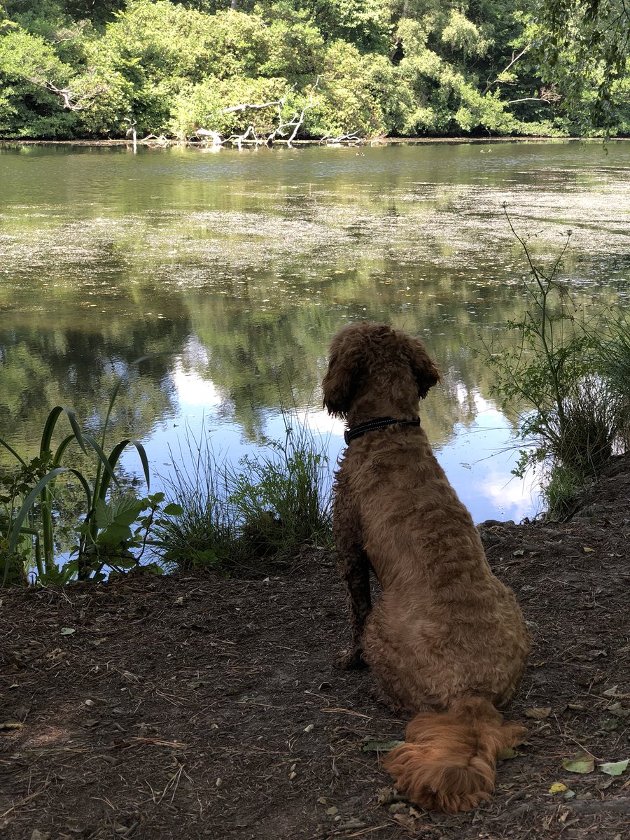 LuckyCockapoo's tweet image. Ducks 🦆? No one told me ducks existed!