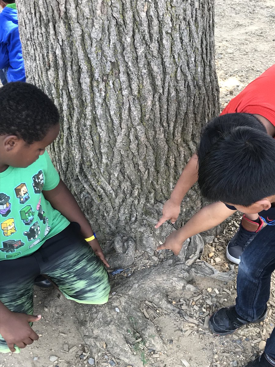 Mrs_Foster12's tweet photo. Students looking for animals that when camouflaged in their habitat are both easy and hard to see! #ColorsinNature @longbranch_es @LCerrudAP https://t.co/uinTf5q36z