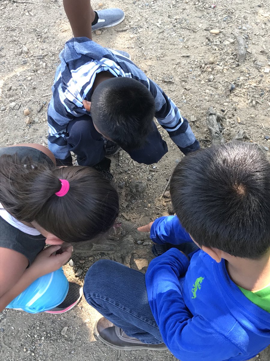Mrs_Foster12's tweet photo. Students looking for animals that when camouflaged in their habitat are both easy and hard to see! #ColorsinNature @longbranch_es @LCerrudAP https://t.co/uinTf5q36z