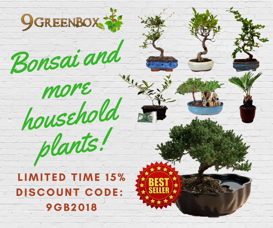 9GreenBox's tweet photo. How can your #homegarden be improved? Our store has lots of #householdplants that will add to your homes decor. https://t.co/KlNPiaxkdQ https://t.co/6iQopMGBuH