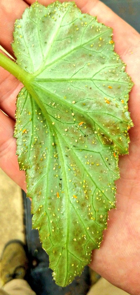 Justin Leavitt tweet media