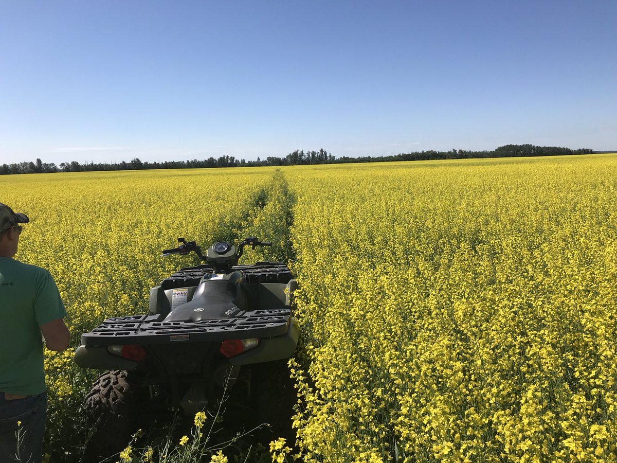 Checking canola fields with  Pioneer Seed Rep Tyler Graham of North Point Agronomy.  Great way to see what’s happening.