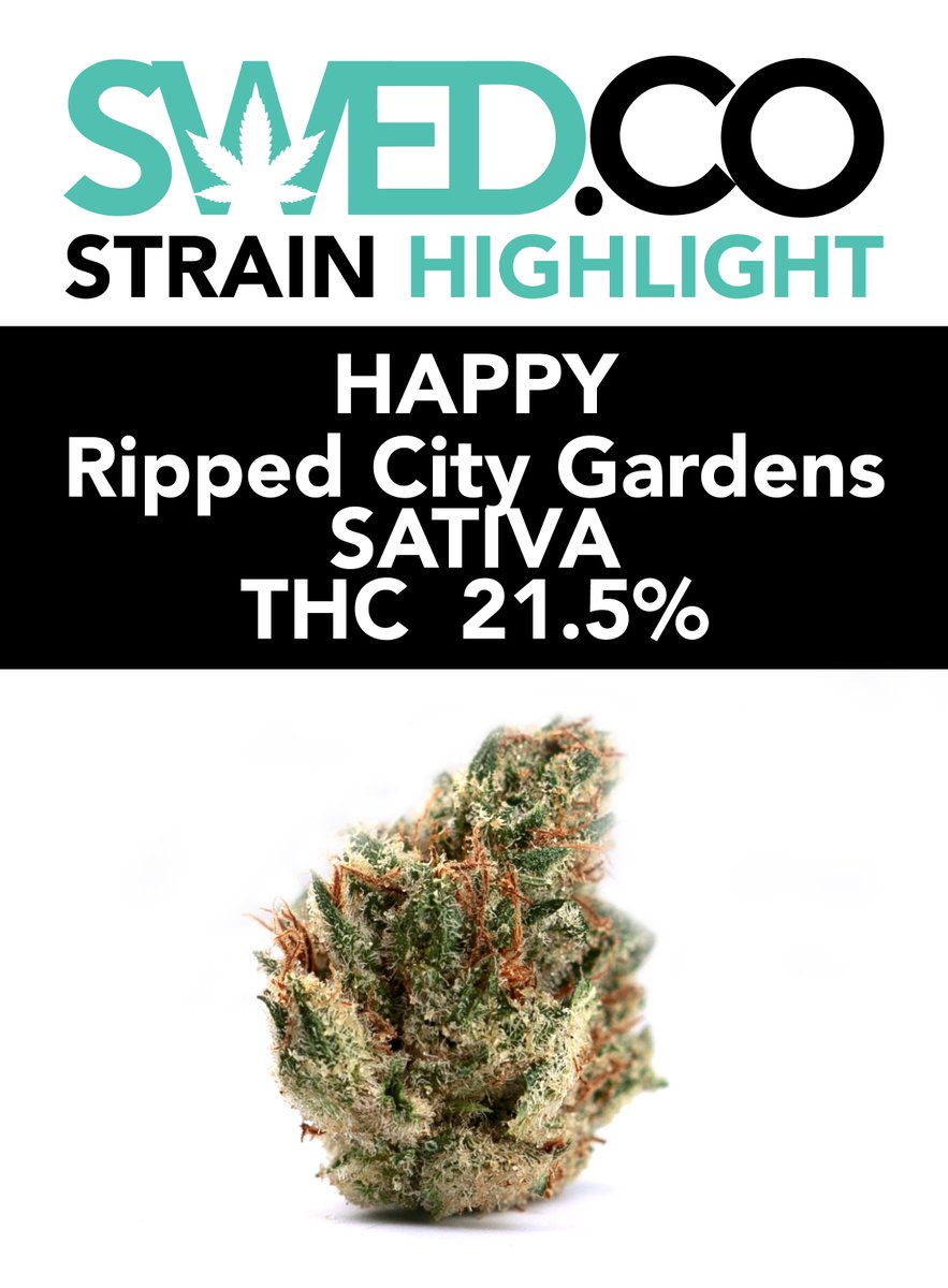 Swed_Co's tweet photo. Happy? Happy!

Our strain highlight this week is Happy by Ripped City Gardens. This sativa is a cross of Jack Herer and Super Lemon Haze. A great choice if you want to have the energy to get stuff done.

#smoke #weed #every #day #swed #swedco https://t.co/DyUnWdFOAM