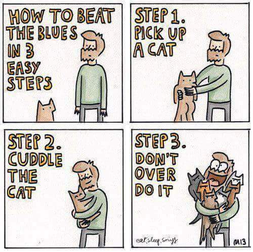 TheFatCatShop's tweet photo. Feeling down? How about a little cat cuddle to keep the blues away 😺. #cats_of_twitter #catsoftwitter #cats #catlove #catmemes #catlover #ILoveCats https://t.co/3dTT4oaFQw