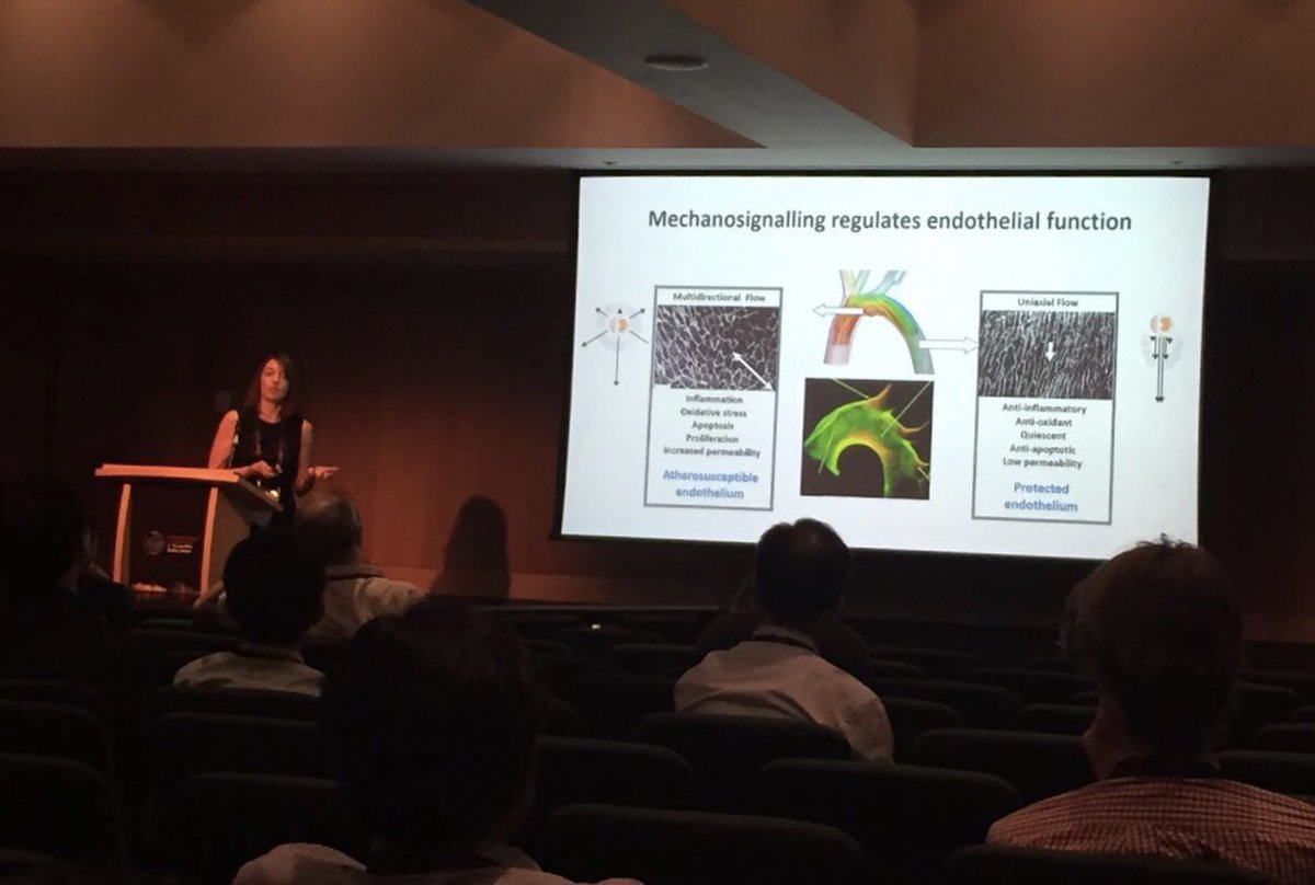 weinberglab's tweet photo. Excellent talk by @CMWarboys on endothelial responses to flow presented @WCB2018! Good job! #WCB2018 https://t.co/jLcopgtznY