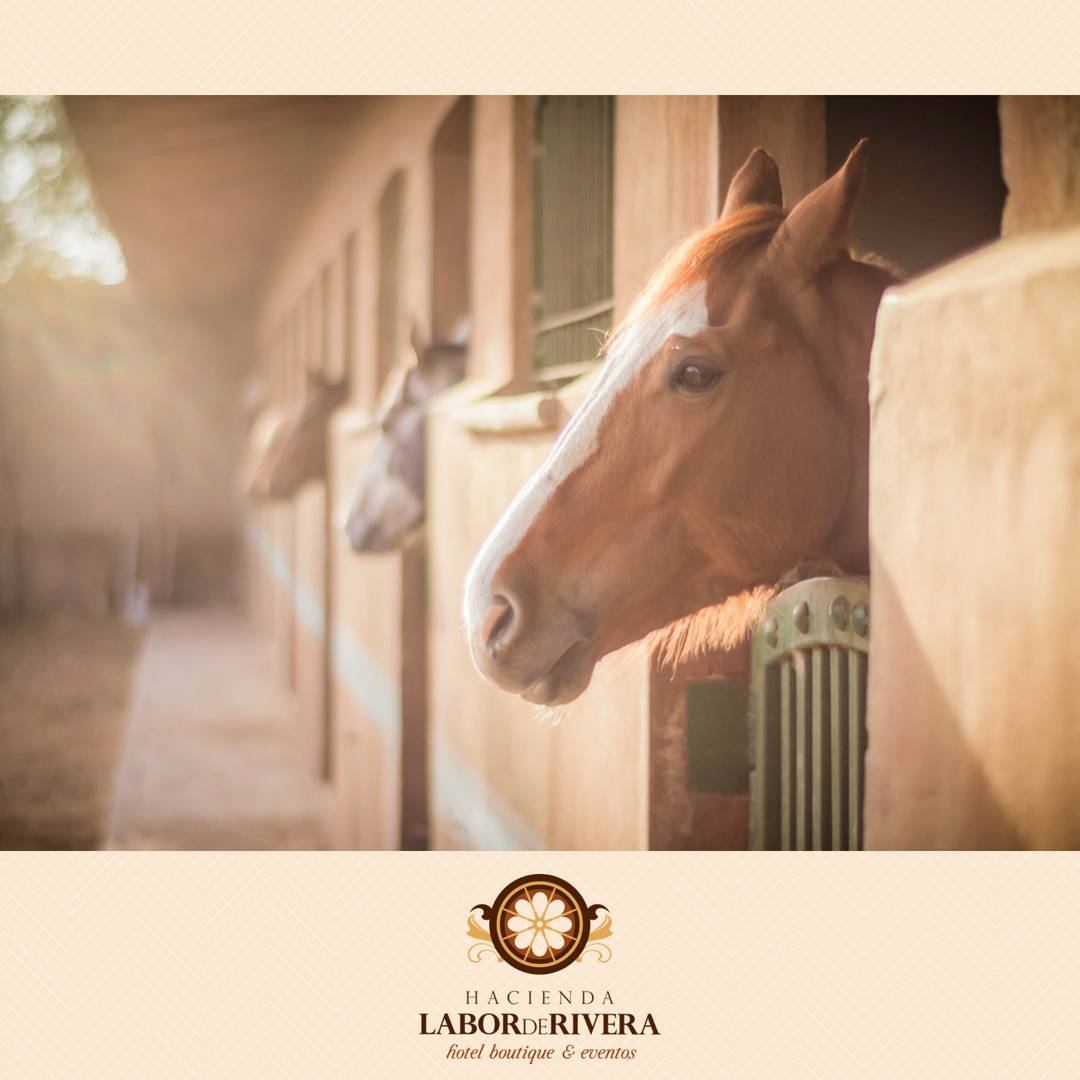 "Live, Love, Ride" Una experiencia única, mágica. Vive la experiencia Labor! Reservaciones: (33)3616-9198 #ecolíderestripadvisor #horses #jaliscoesmexico
