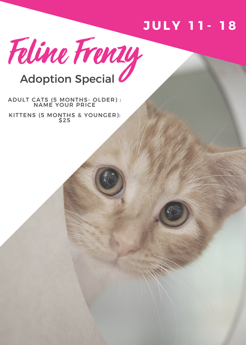 Our Feline Frenzy adoption special started yesterday! Come to HSWM to find your forever friend!