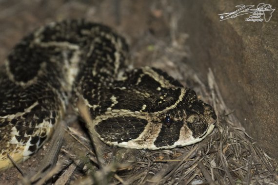 ntoine_Photo's tweet image. #PuffAdder in #HluhluweiMfoloziPark #SouthAfrica #adder #herpetology #snake #Africa