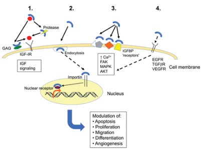 JMolEndo's tweet image. #IGF1 40th anniversary special issue - IGF-binding proteins by L A Bach ow.ly/RMpe30kRCfq