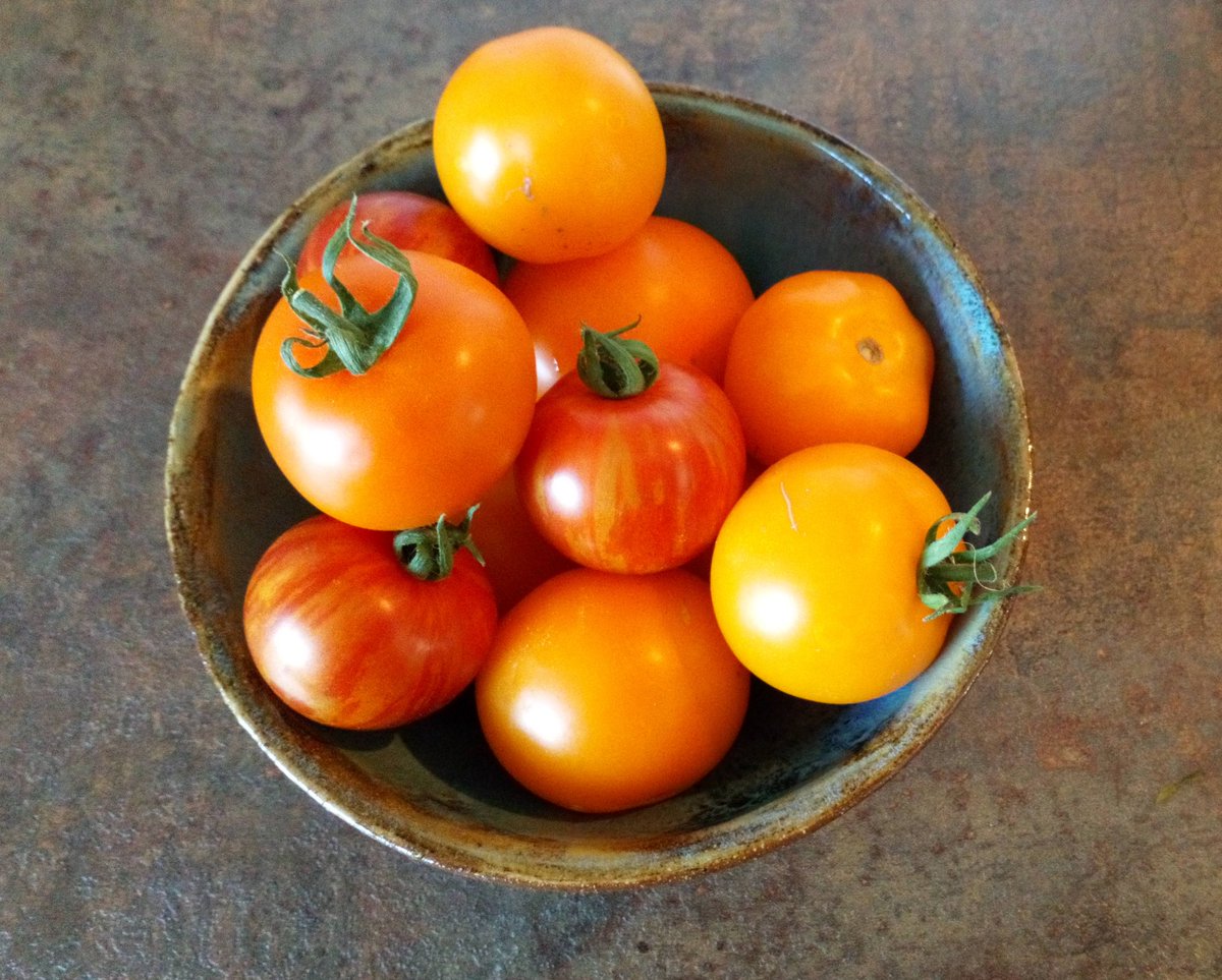 Unsere ersten #Tomaten 😍 aber irgendwie hab ich mich nur verkauft. Aber egal, gibt es eben orange, gelbe und gestreifte 😋