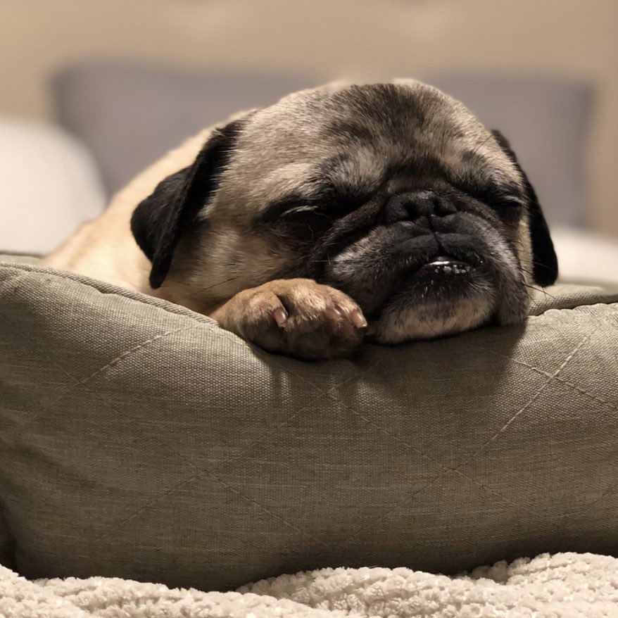 DONATE: <a href="/NashPugRescue/">Nashville Pug Rescue</a> need some funds to help pay for necessary tests for little Juniper who has suffered from both pneumonia and bronchitis. We have pledged funds but this pup needs more. Head to nashvillepugrewcue.org if you can help too! ✌️❤️🐶 #tinybutmighty #donate