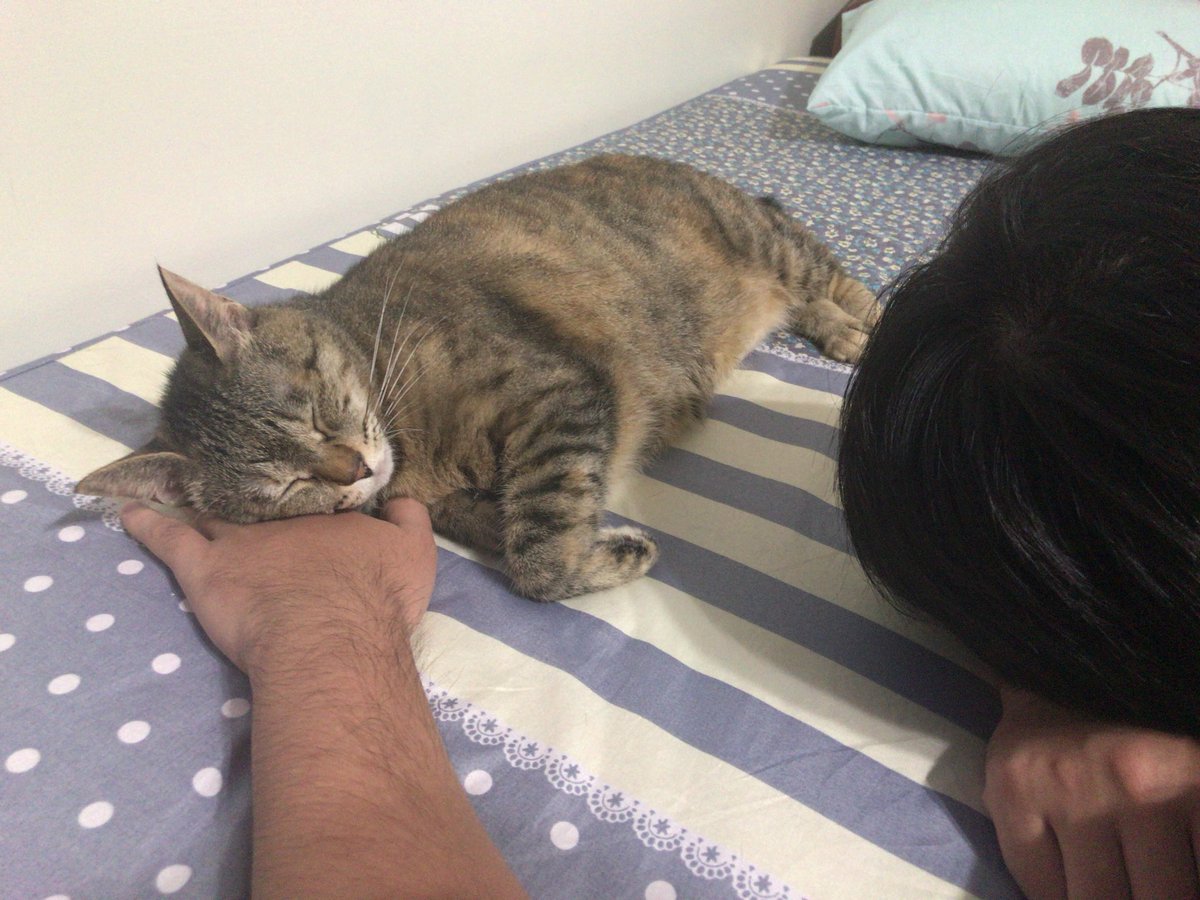 しっぽ ツッコミ台湾 彼氏に懐きすぎて嫉妬 私以外の腕で寝ないで