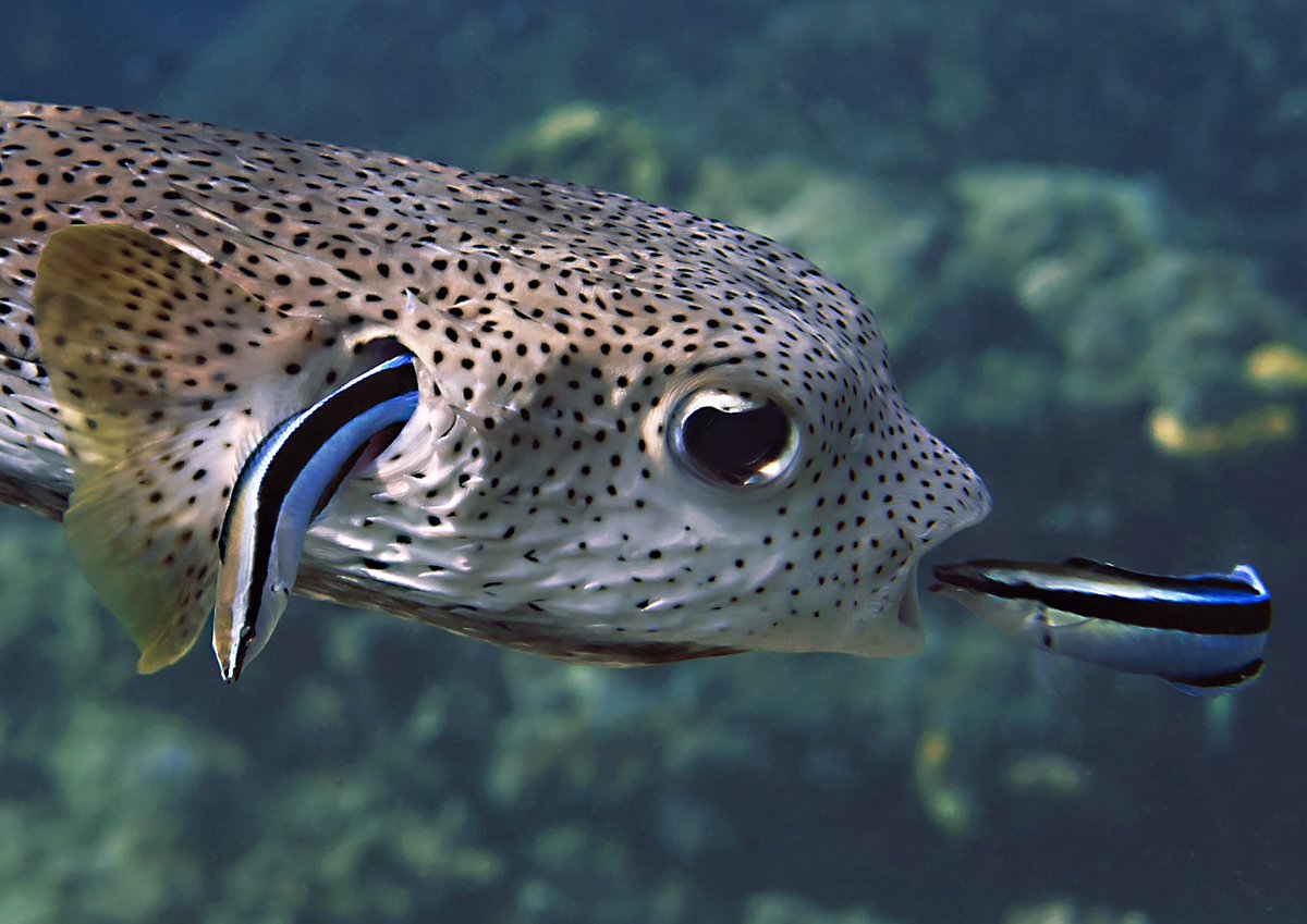 Open wide! A #porcupinefish gets a full #cleaning by bluestreak cleaner #wrasse.