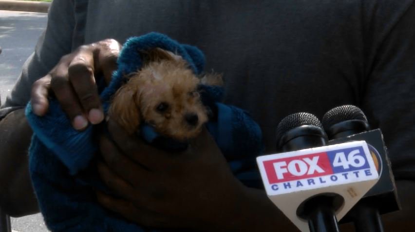 Queen_City_News's tweet photo. YAY! PUPPY RESCUED! The puppy is free! After quickly working together, @charlottefire @CLTWater crews rescued a puppy that fell 6 ft. into a sewer pipe in Ballantyne. https://t.co/NnTGjDhWuu https://t.co/skev0C2hfh