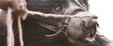 Safe at last! We’re delighted that Rangila, Nepal's last dancing bear, has finally arrived at the specialist sloth bear sanctuary in India. After many tragic twists and turns, it’s a huge relief he can live out his life in safety  #FreeRangila ow.ly/uHkb30kV9II