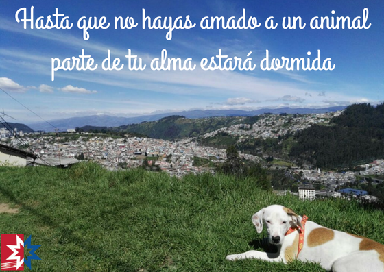 FuRepublicanaEc's tweet photo. Los animales dejan huellas grabadas en tu alma, en tu ropa, en tu alfombra, pero sobre todo en tu corazón. https://t.co/2OnI6IC6vf