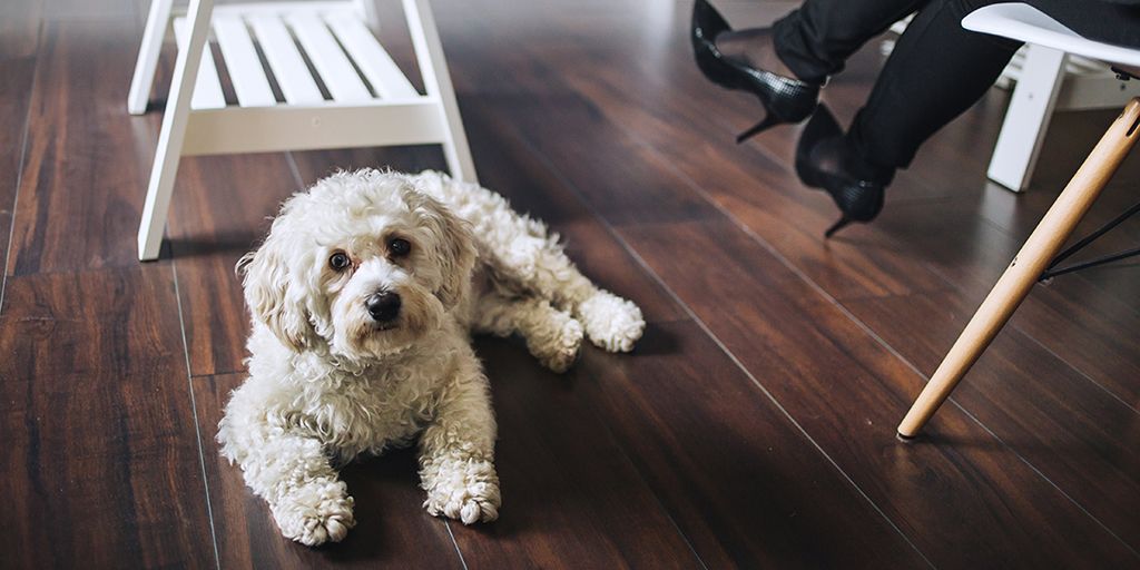 McSwainFlooring's tweet image. You don’t have to run for the air freshener when friends stop by unexpectedly. STAINMASTER® PetProtect™ luxury vinyl resists the absorption of odor-causing liquids. Just ask Fido to keep the stinky breath to himself. #STAINMASTER pbxx.it/mnvWpj