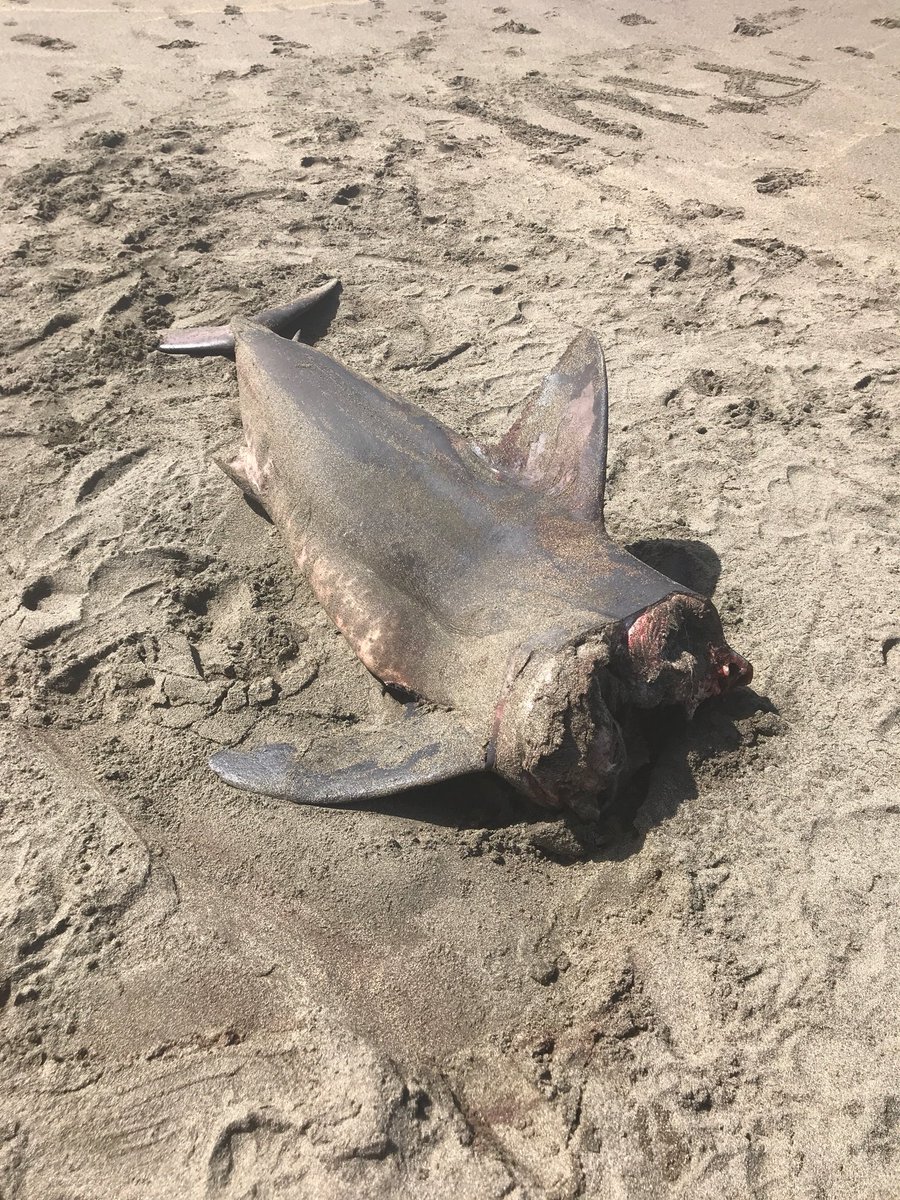 nightchatsbob's tweet photo. We found a dead shark on the beach that it’s seemed a human cut it’s head off. Maybe after it was dead on beach for the teeth? We had never seen a shark in wild before. https://t.co/SEjWjDMSF9