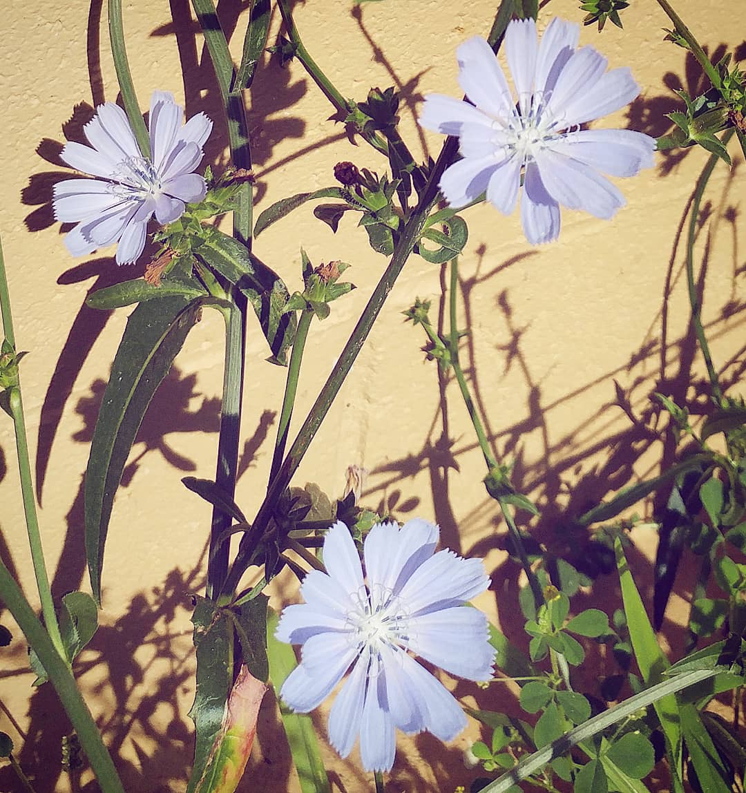 annafox107's tweet photo. #chicory. It's beautiful, the roots make an excellent tea, and it was used in ancient times as a blood cleanser. It's EVERYWHERE right now. Another reason why I love #puremichigan ❤ https://t.co/YPL1AxiM0M