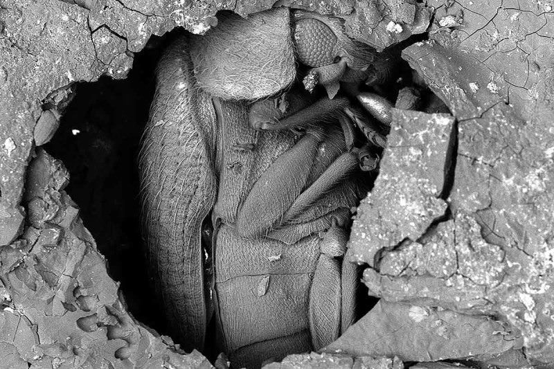 ScreamboxTV's tweet image. Good morning!  Here's a mummified bug in a 3,000 year old loaf of bread.