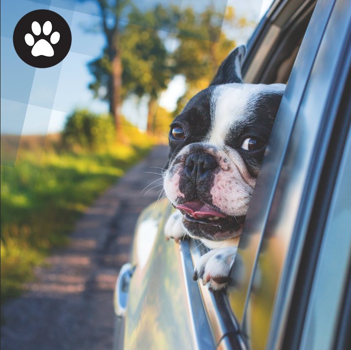 PuppTech's tweet photo. Adventure is calling! Don't let your fur-friend miss out on all the excitement life brings! #PuppTech https://t.co/5TEx2LCbIB