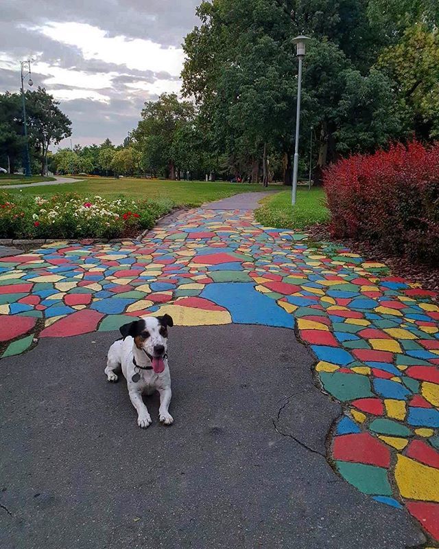 PalsHostel's tweet photo. pretty walks with the best doggo of the hostel 💚💙🐶💛❤️ 📸: @orsolya.ko #supa #doggo #budapestwalks #hostellife #palshostel #palshostelandapartments #budapest #városliget #szechenyibaths #central #colorfulstreets #park #natureincity #pet #lovely #summer … https://t.co/qcCQruOFjK