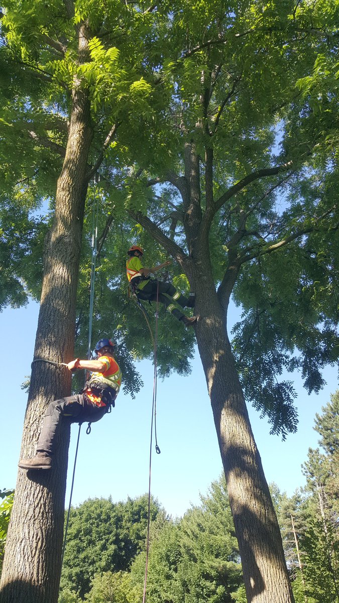 Tandem tree climbers