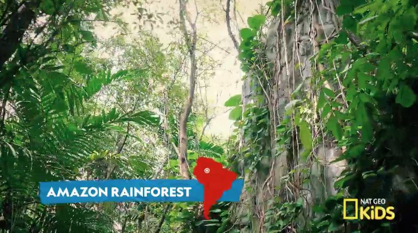 NGKids's tweet image. The Amazon rainforest is responsible for more than 20% of the world's oxygen. Watch to learn more about this amazing place.on.natgeo.com/2L402Xg