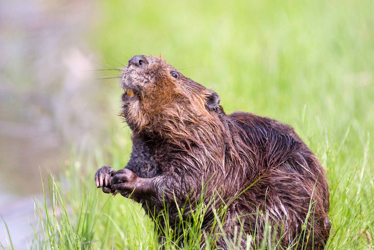 We're designating 3 new Plymouth nature reserves at Newnham Meadows, Kings Tamerton Woods, Seaton and Lower Bircham Valley, taking us up to 302 hectares of nature reserves. Plans include the reintroduction of #beavers and #watervoles #LoveParksPlym bit.ly/2Nb4eSq